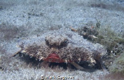 Not a happy camper

Batfish- BHP
 by Mark Sagovac 